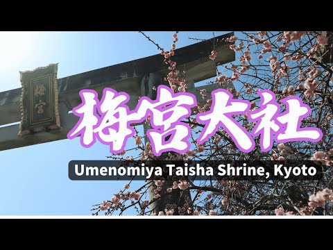 【春の京都】満開の梅と静寂の梅宮大社・神苑を歩く🌸⛩ | Plum Blossoms in Umenomiya Taisha shrine, Kyoto Japan