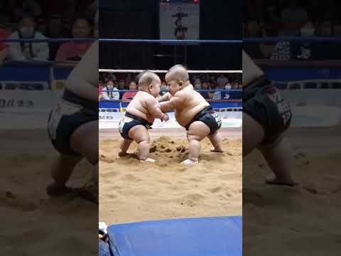 Traditional sumo wrestling professional 😎